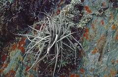 Tillandsia caliginosa