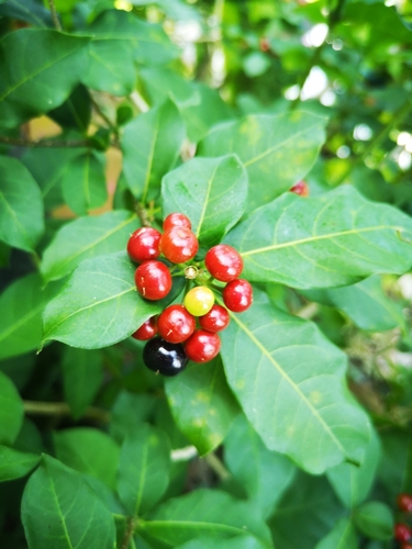 Rauvolfia tetraphylla - Leaves