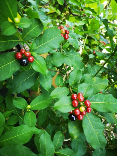 Rauvolfia tetraphylla - Leaves