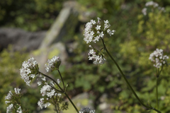 Valeriana alpestris
