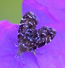 Prochoreutis stellaris