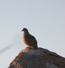 Pternistis hartlaubi