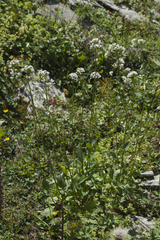 Valeriana alpestris