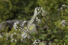 Valeriana alpestris