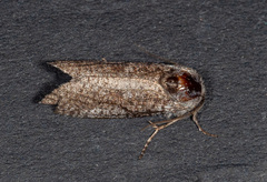Conoeca guildingi