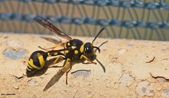 Eumenes mediterraneus