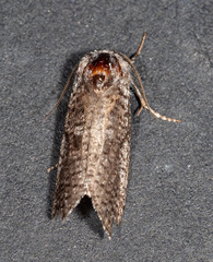 Conoeca guildingi
