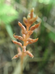 Neottia acuminata