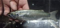 Moolgarda cunnesius