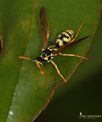 Polistes mongolicus