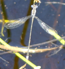 Lestes tridens
