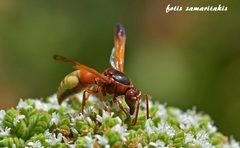 Rhynchium oculatum oculatum