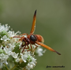 Rhynchium oculatum oculatum