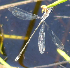 Lestes tridens