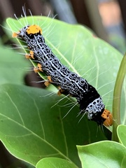 Heraclia africana