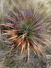 Puya clava-herculis