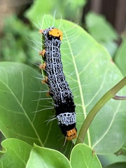 Heraclia africana