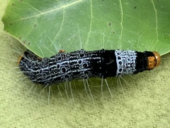 Heraclia africana