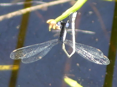 Lestes tridens