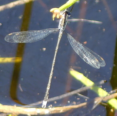 Lestes tridens