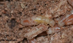 Reticulitermes aegeus