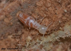 Reticulitermes aegeus