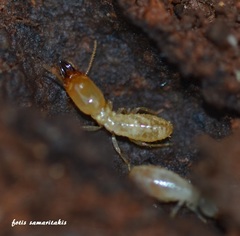 Reticulitermes aegeus