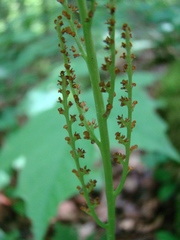 Botrypus virginianus