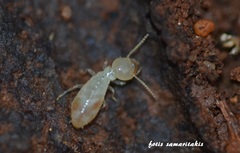 Reticulitermes aegeus