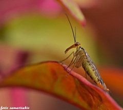 Panorpa lacedaemonia