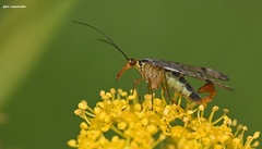 Panorpa lacedaemonia