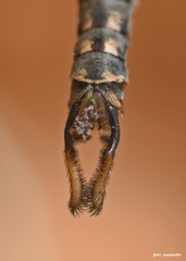 Bubopsis andromache