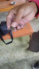 Sphenomorphus sanctus