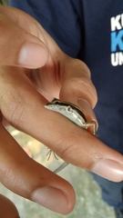 Sphenomorphus sanctus