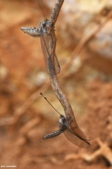 Bubopsis andromache