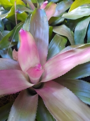 Bromeliaceae