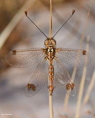 Deleproctophylla australis