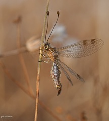 Deleproctophylla australis