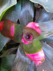 Bromeliaceae