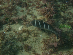 Plectorhinchus playfairi