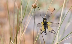 Libelloides rhomboideus cretensis