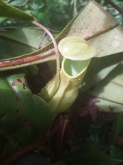 Nepenthes distillatoria
