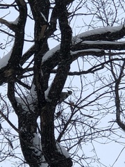 Dendrocopos leucotos