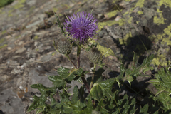 Cirsium pugnax