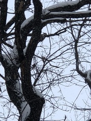 Dendrocopos leucotos