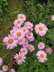 Tanacetum coccineum