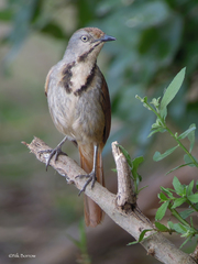 Cichladusa arquata