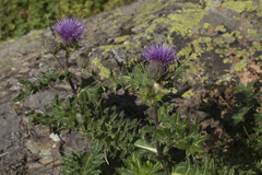 Cirsium pugnax
