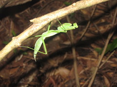 Macromantis hyalina