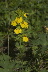 Rhynchocorys stricta